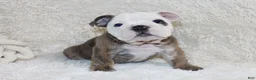 English Bulldog dogs for sale: Curry - Ad 7