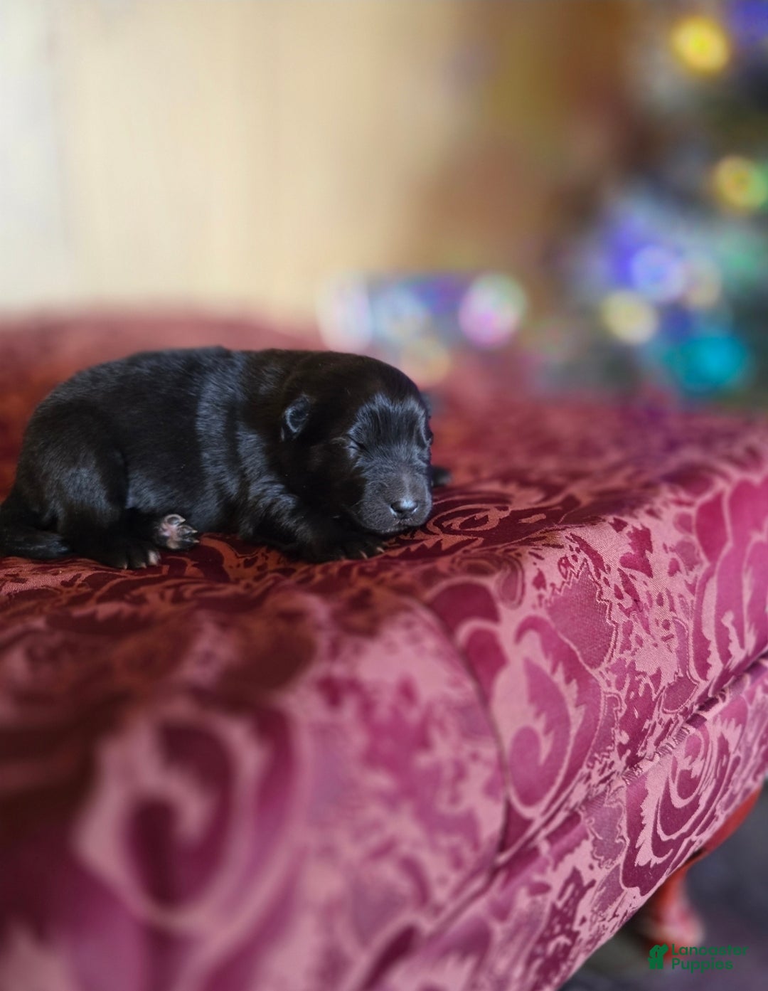 Mixed Breed dogs for sale: Starlight - Ad 2