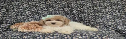 Bichpoo dogs for sale: Suzette Hypoallergenic - Ad 4