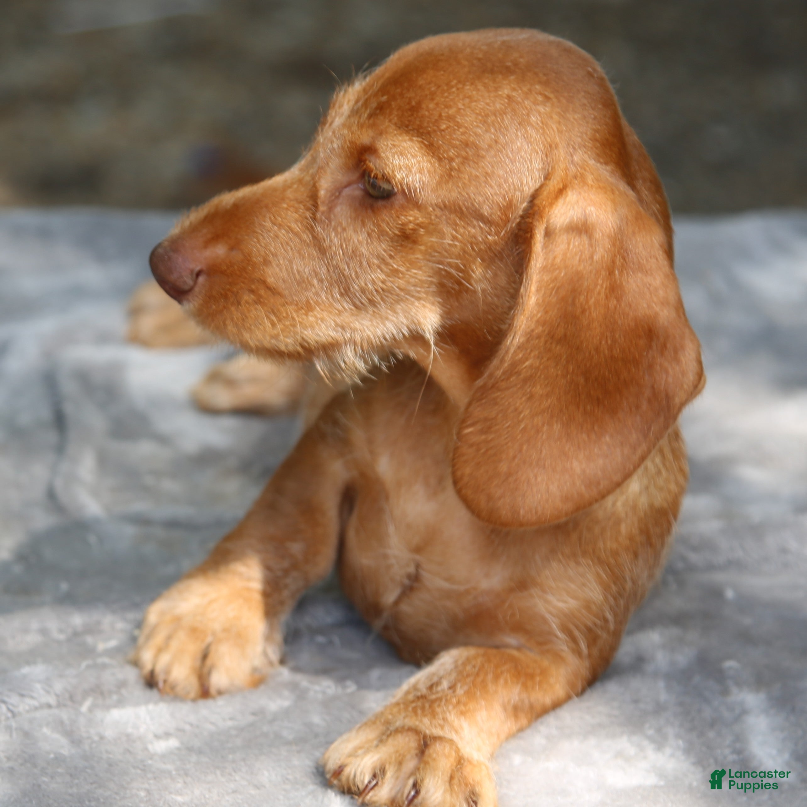 Miniature Dachshund dogs for sale: Red Chocolate Wirehair Mini - Ad 4