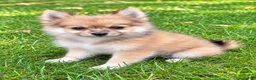 Pomchi dogs for sale: Nugget - Ad 3