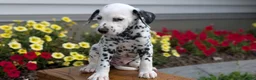 Dalmatian dogs for sale: Oliver - Ad 6