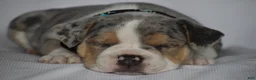 Beabull dogs for sale: Opal - Ad 11