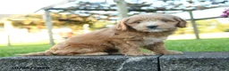 Mini Goldendoodle dogs for sale: Camelot - Ad 2