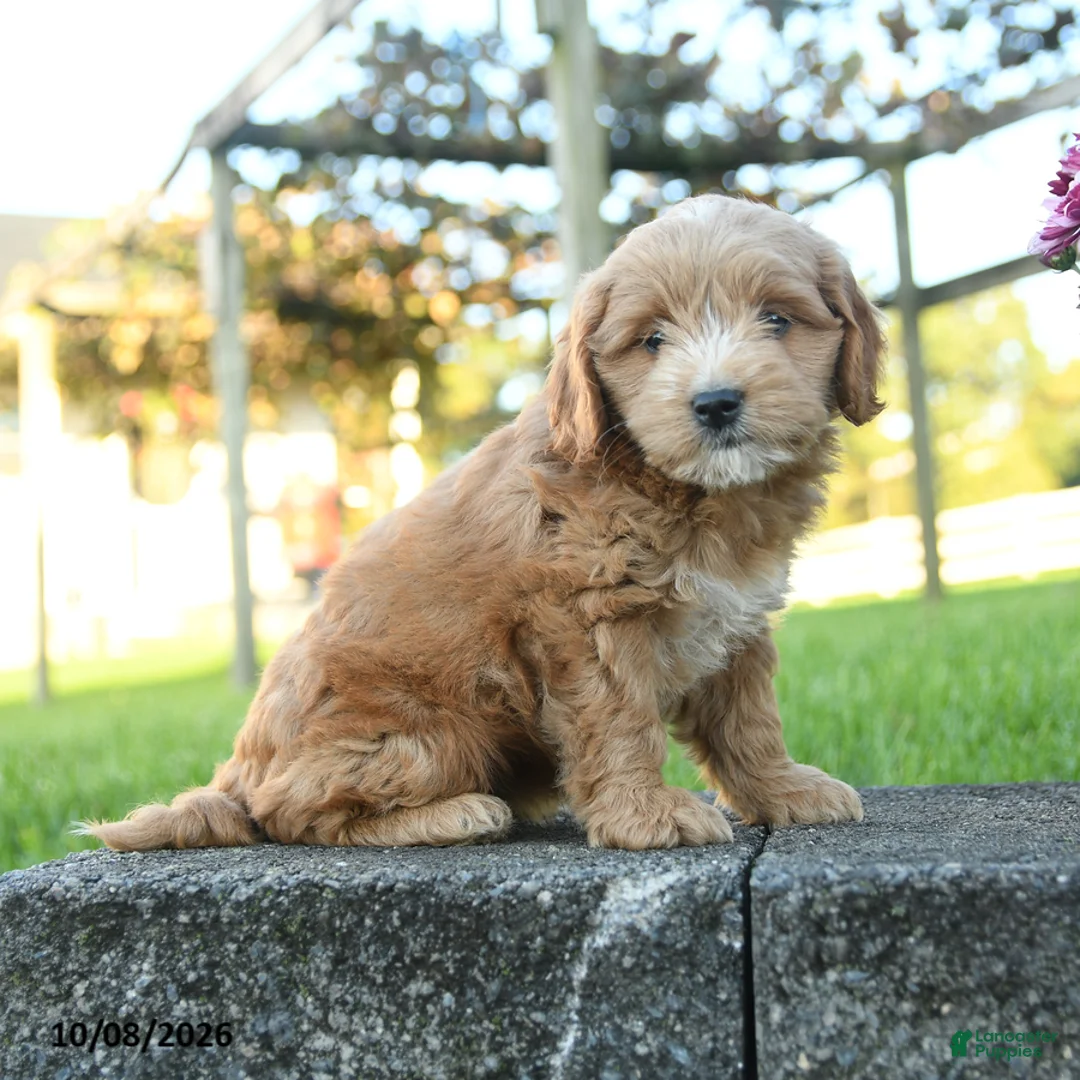 Mini Goldendoodle dogs for sale: Camelot - Ad 2