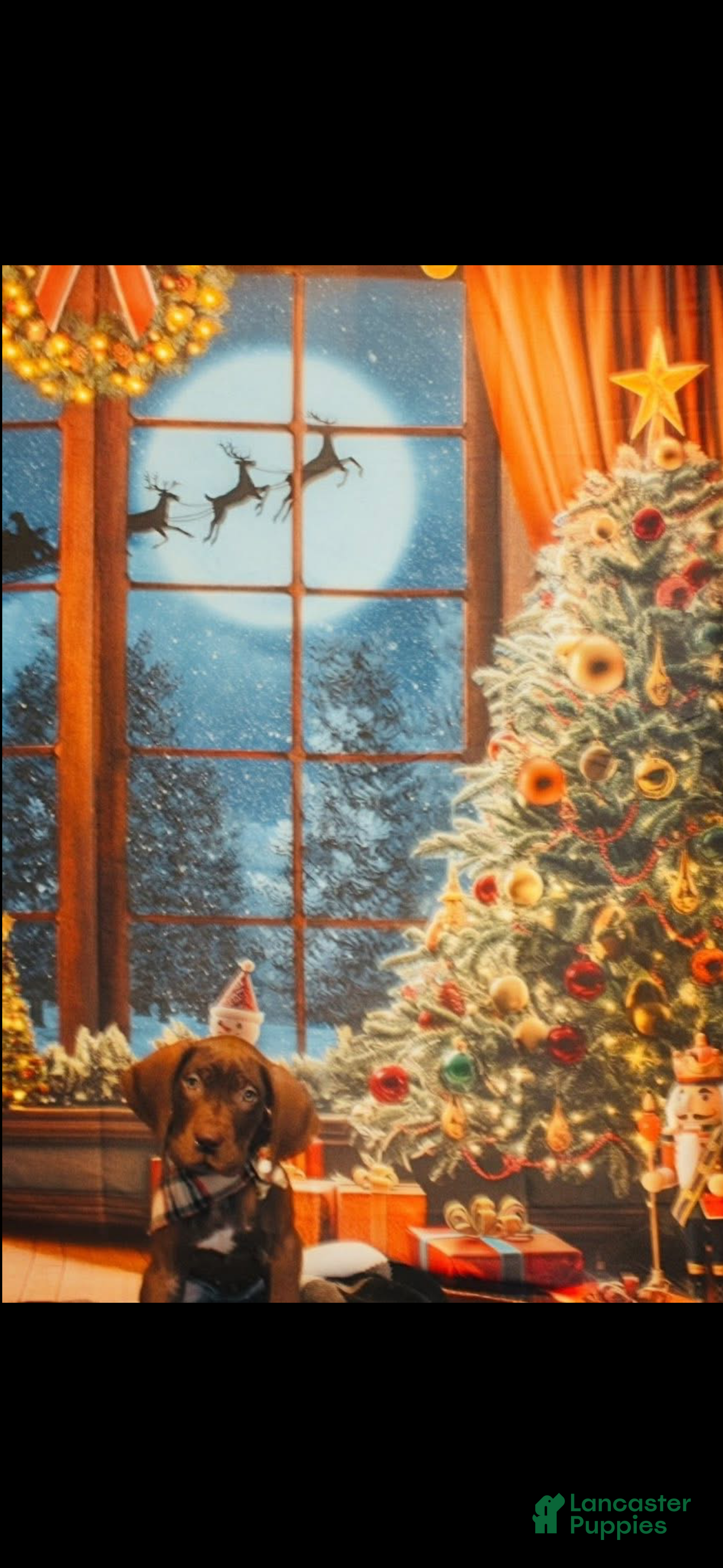 Great Dane dogs for sale: Great Dane Puppy 2 - Ad 2