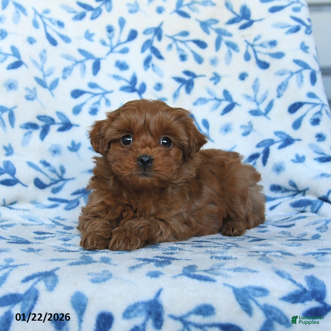 Cavapoo dogs for sale: Chloe - Ad 5