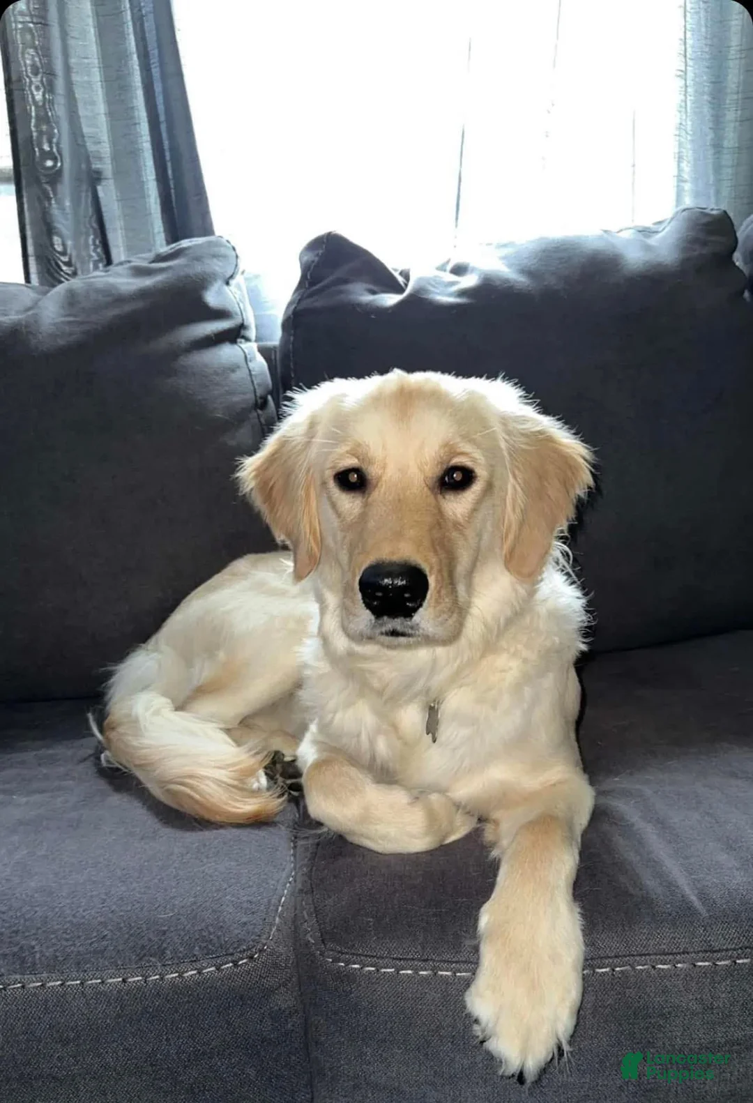 Golden Retriever dogs for sale: Buster - Ad 2