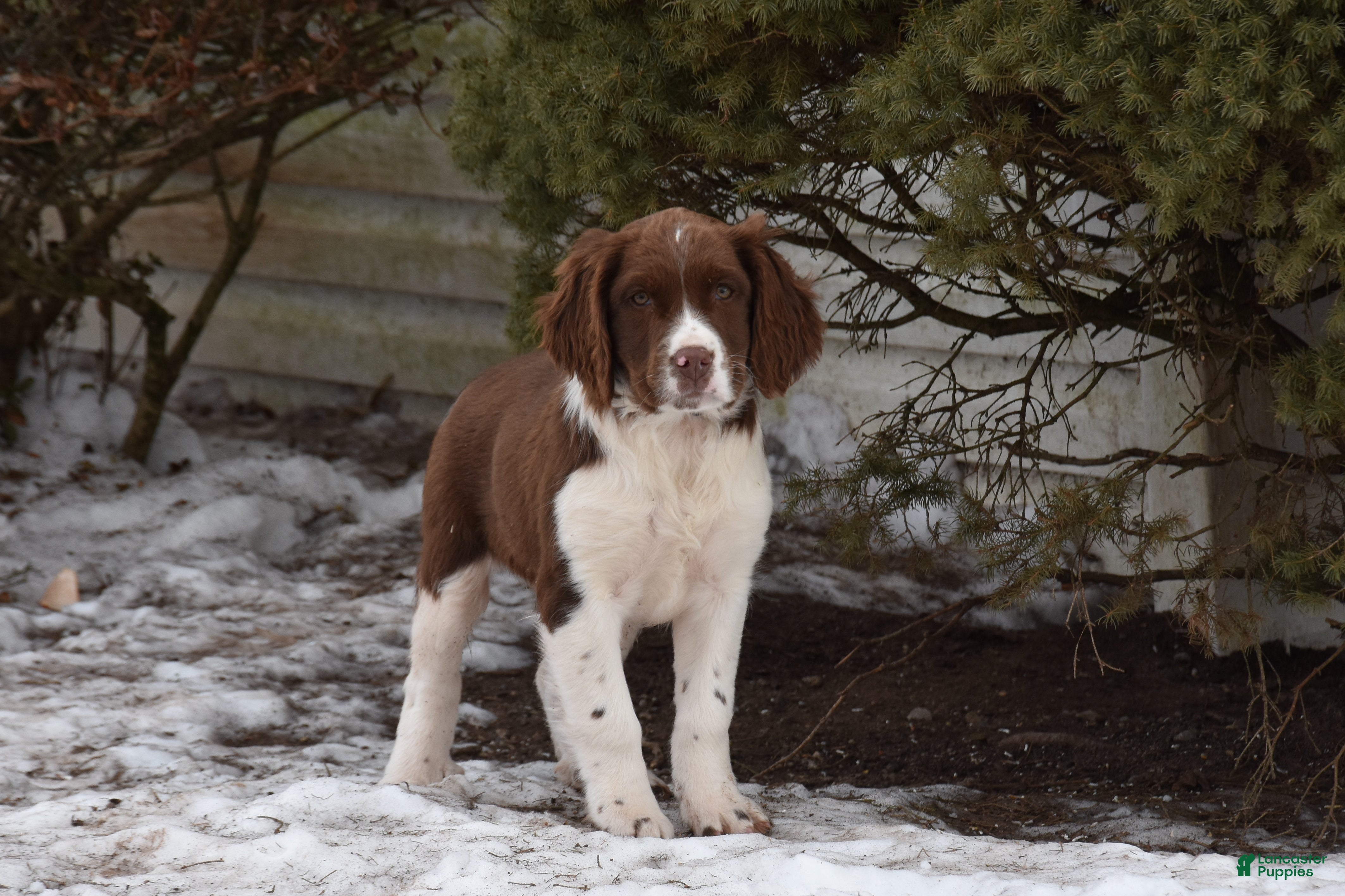 English Springer Spaniel dogs Marlo - Ad 2