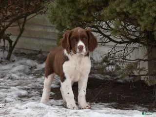English Springer Spaniel dogs Marlo - Ad 2
