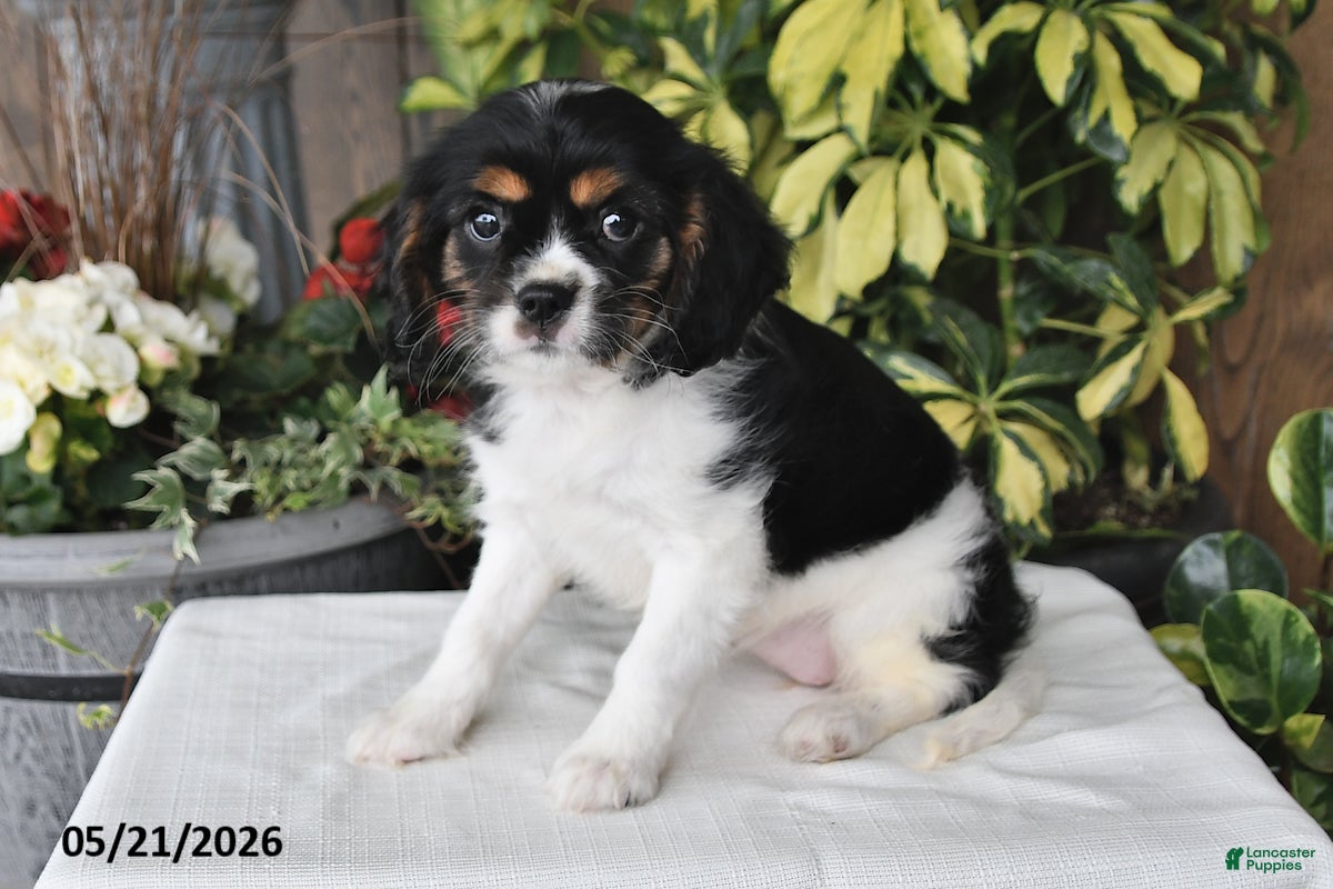 Cavalier King Charles Spaniel dogs Daisy - Ad 1