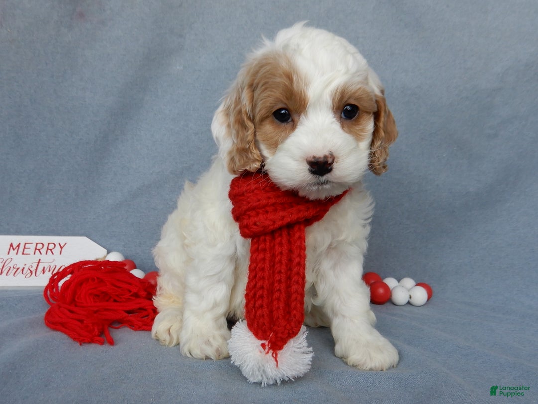 Cockapoo dogs for sale: Teddy - Ad 6