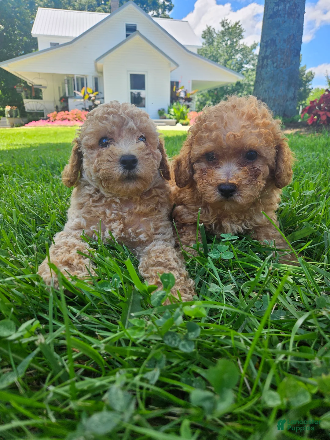 Bichpoo dogs for sale: Rocky - Ad 2