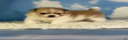 Pomeranian dogs for sale: ACA peanut  - Ad 5