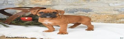Boxer dogs for sale: Hunter - Ad 3
