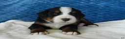 Bernese Mountain Dog dogs for sale: Bobby - Ad 1