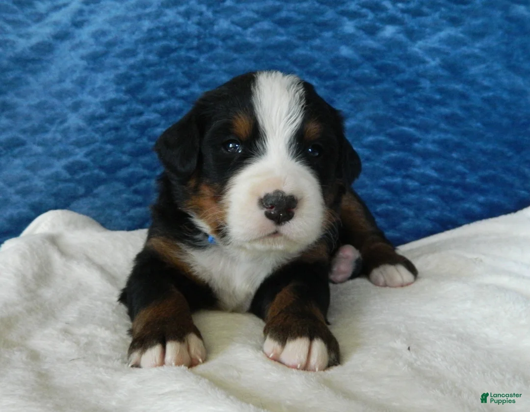 Bernese Mountain Dog dogs for sale: Bobby - Ad 1
