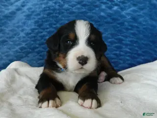 Bernese Mountain Dog dogs Bobby - Ad 32