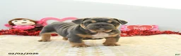 English Bulldog dogs for sale: Bruiser - Ad 5