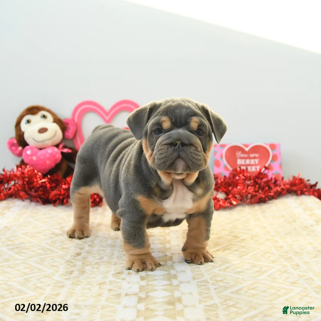 English Bulldog dogs for sale: Bruiser - Ad 5