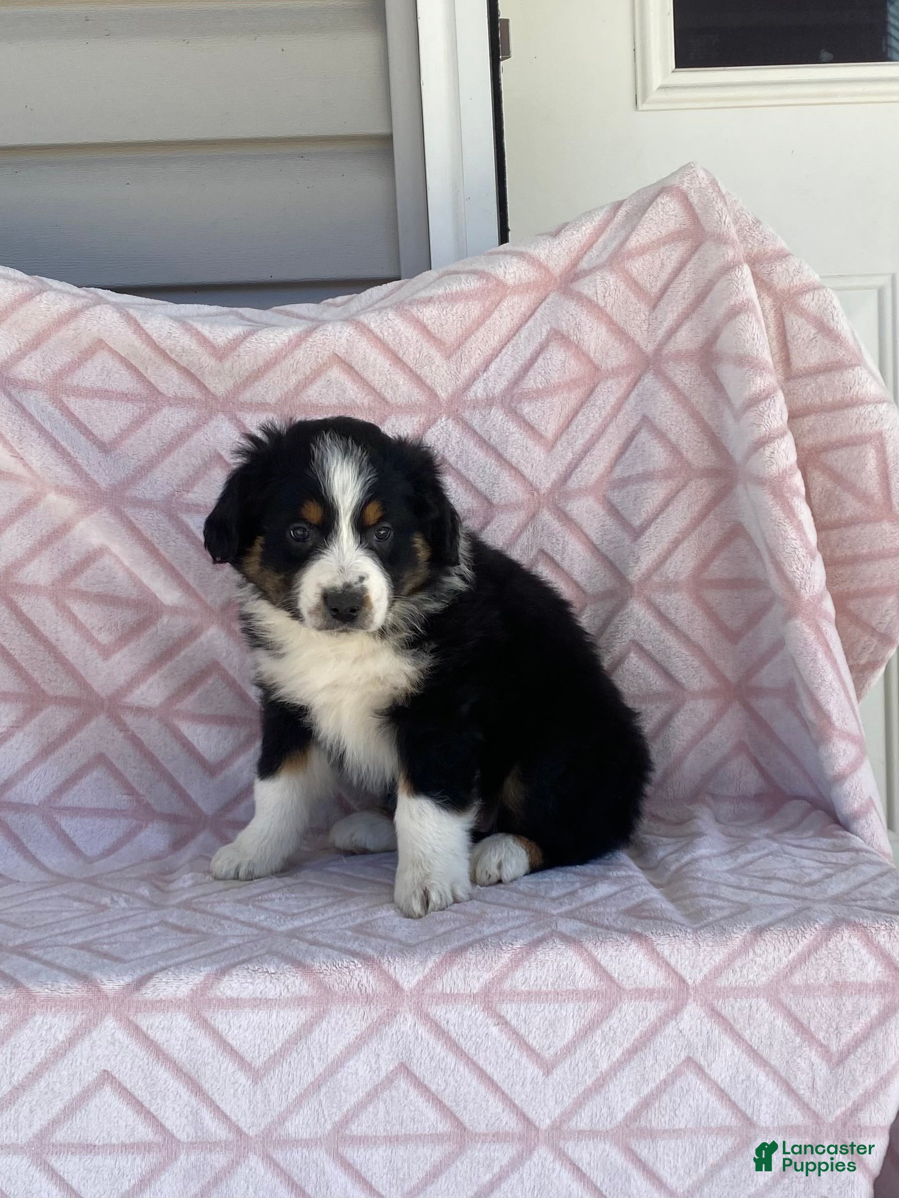 Australian Shepherd dogs Australian Shepherd Puppy 4 - Ad 2
