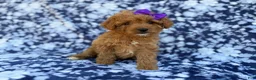 Cavapoo dogs for sale: Ariel - Ad 6
