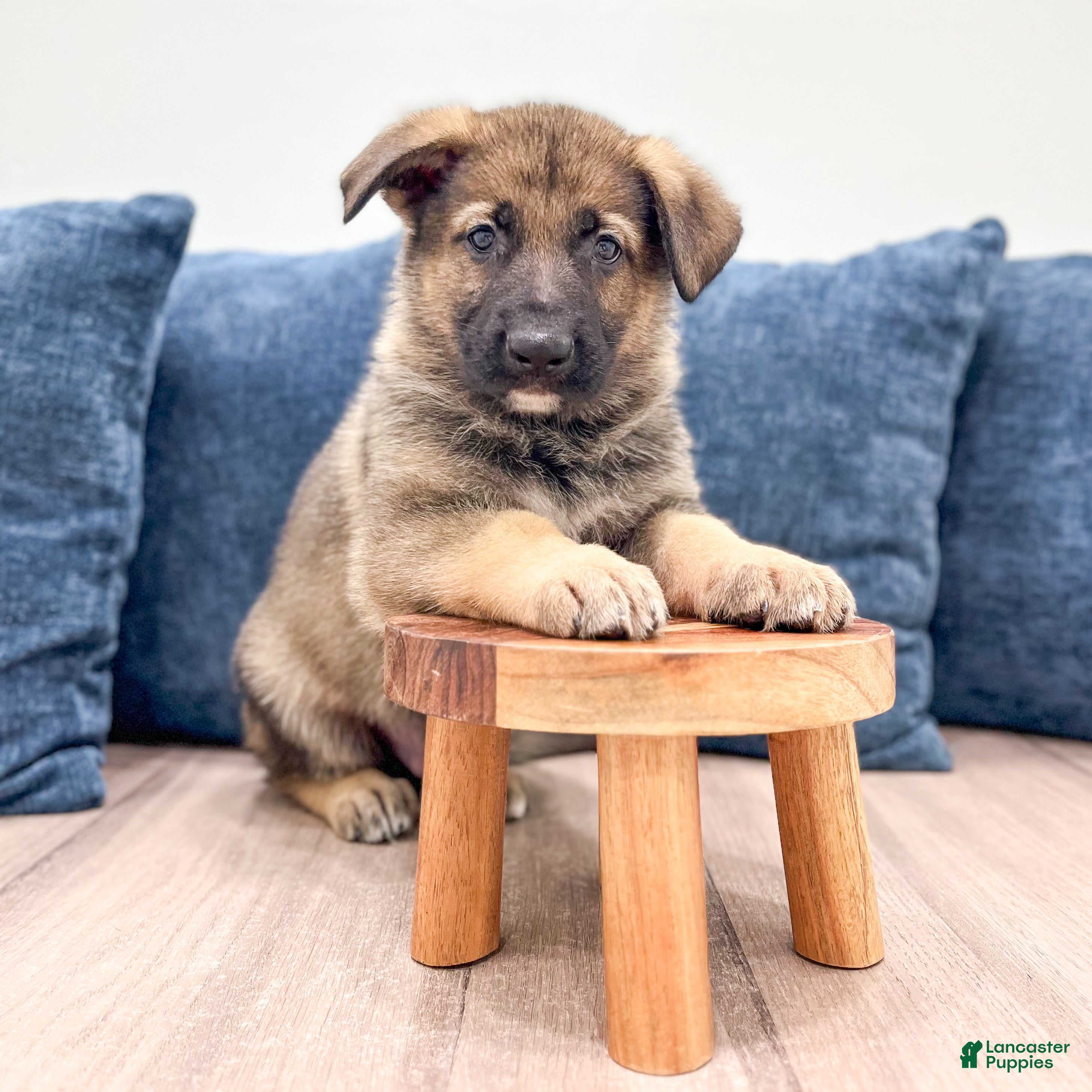 German Shepherd dogs Mickey - Ad 2