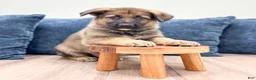 German Shepherd dogs for sale: Mickey - Ad 2