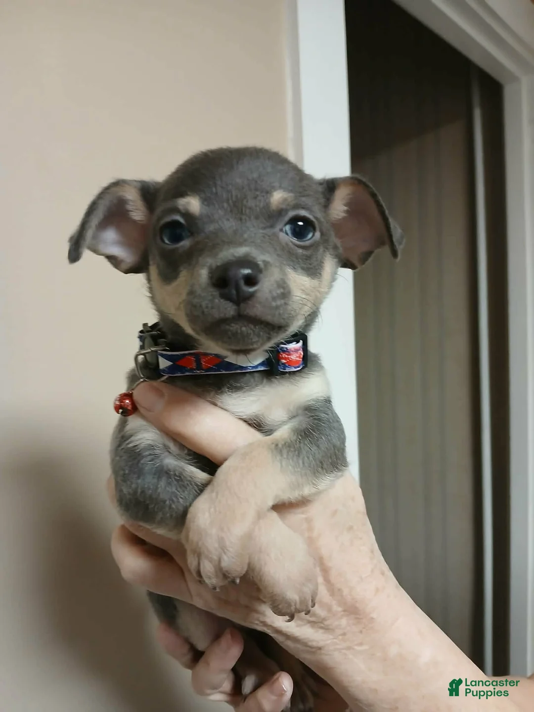 Chihuahua dogs for sale: Steel (toy) - Ad 10