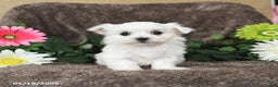 Maltese dogs for sale: Gracie - Ad 3