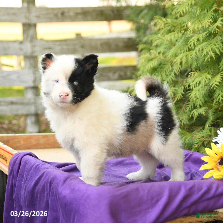 Pomsky dogs Kobi - Ad 1