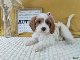 Cavapoo dogs - Ad 30
