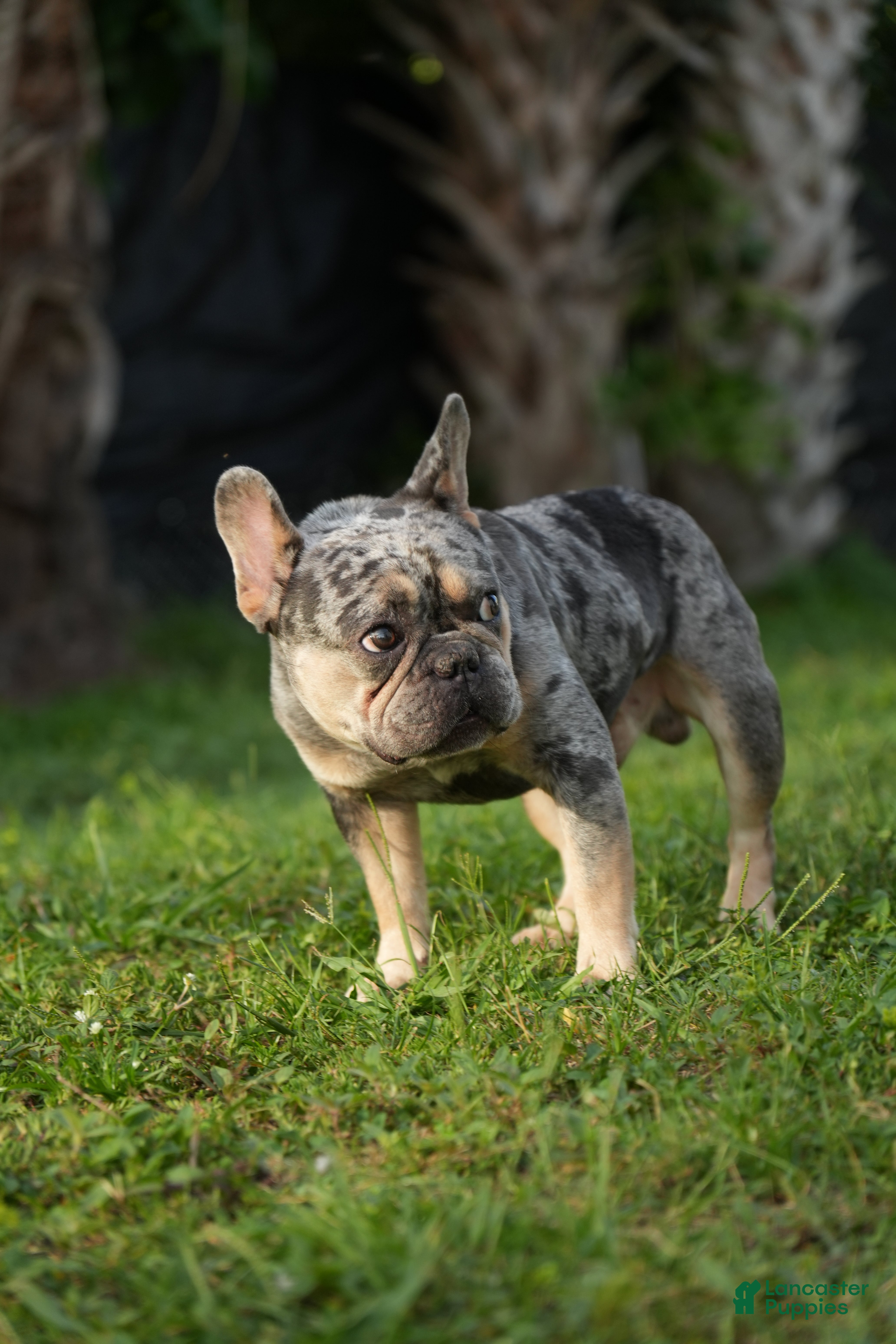 French Bulldog dogs for sale: Axel - Ad 7