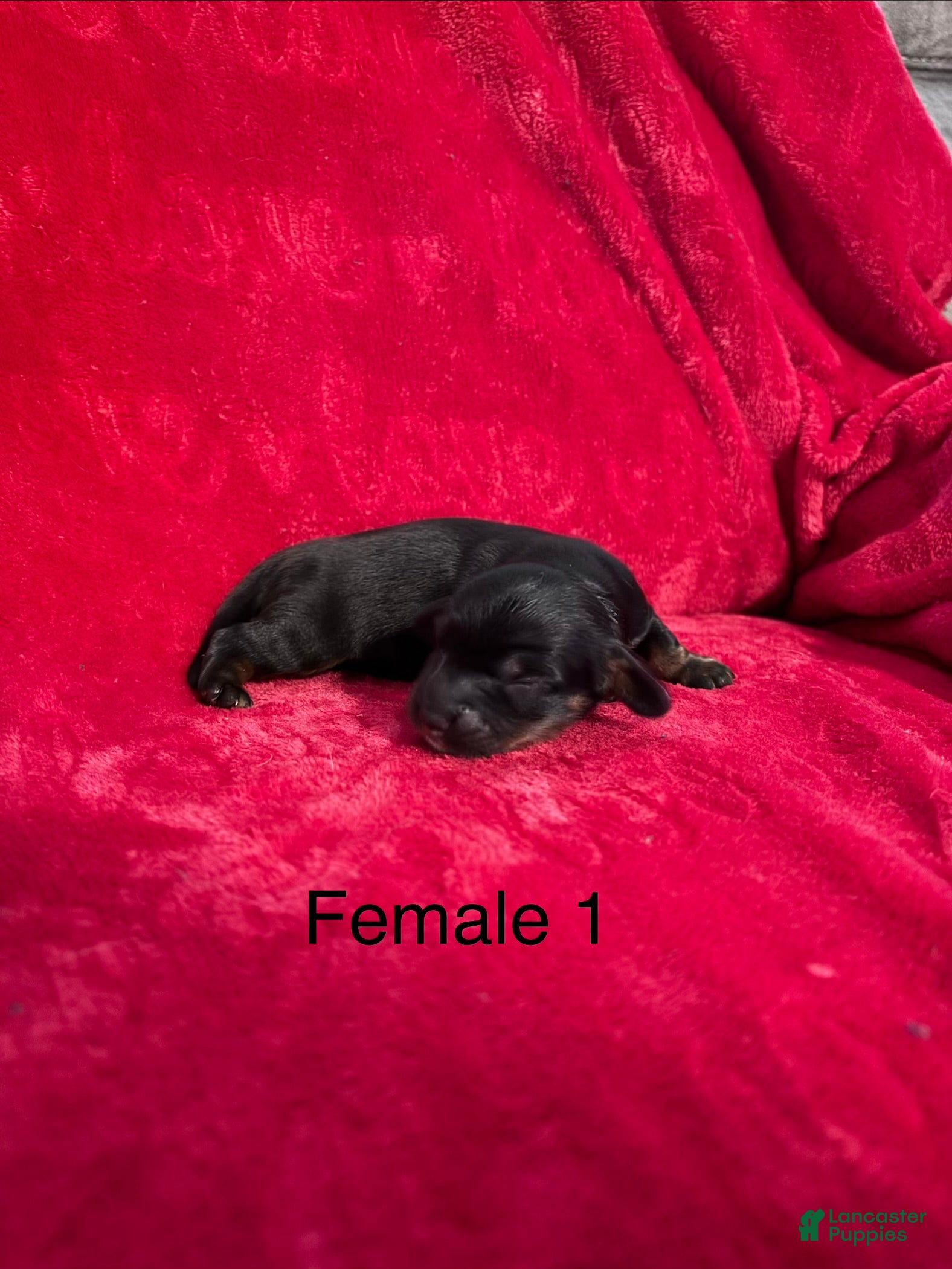 Miniature Dachshund dogs Miniature Dachshund 4 - Ad 1
