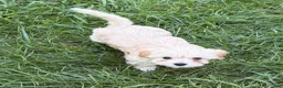 Mixed Breed dogs for sale: Little Beth  - Ad 2