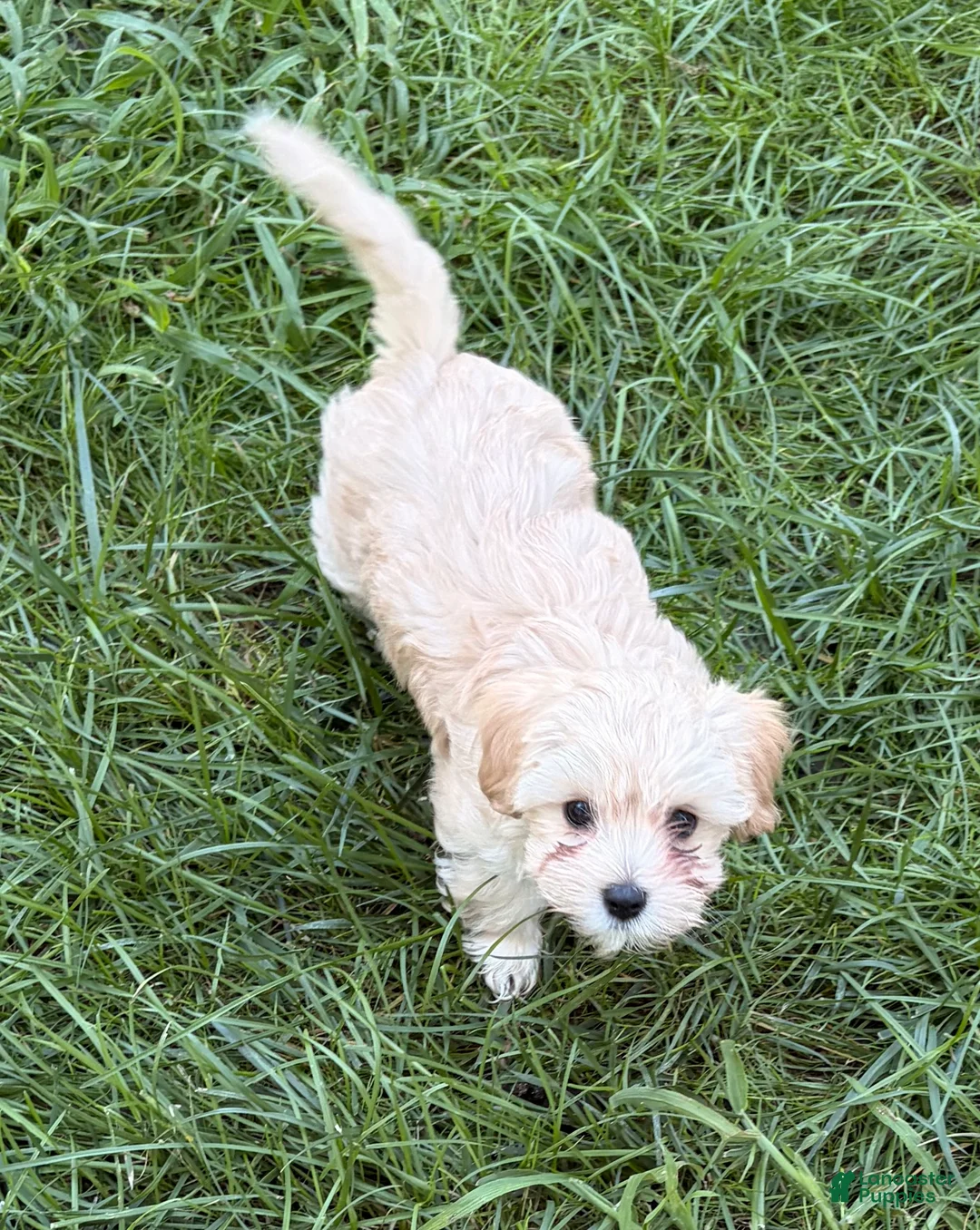Mixed Breed dogs for sale: Little Beth  - Ad 2