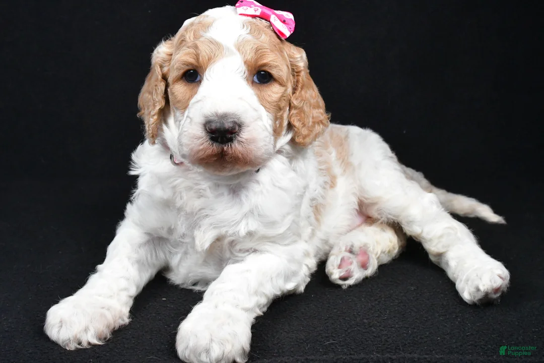 Standard Poodle dogs for sale: Faye - Ad 1