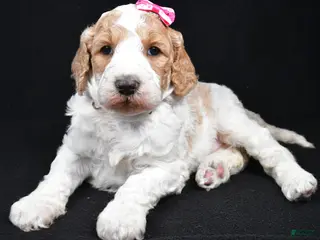 Standard Poodle dogs Faye - Ad 11