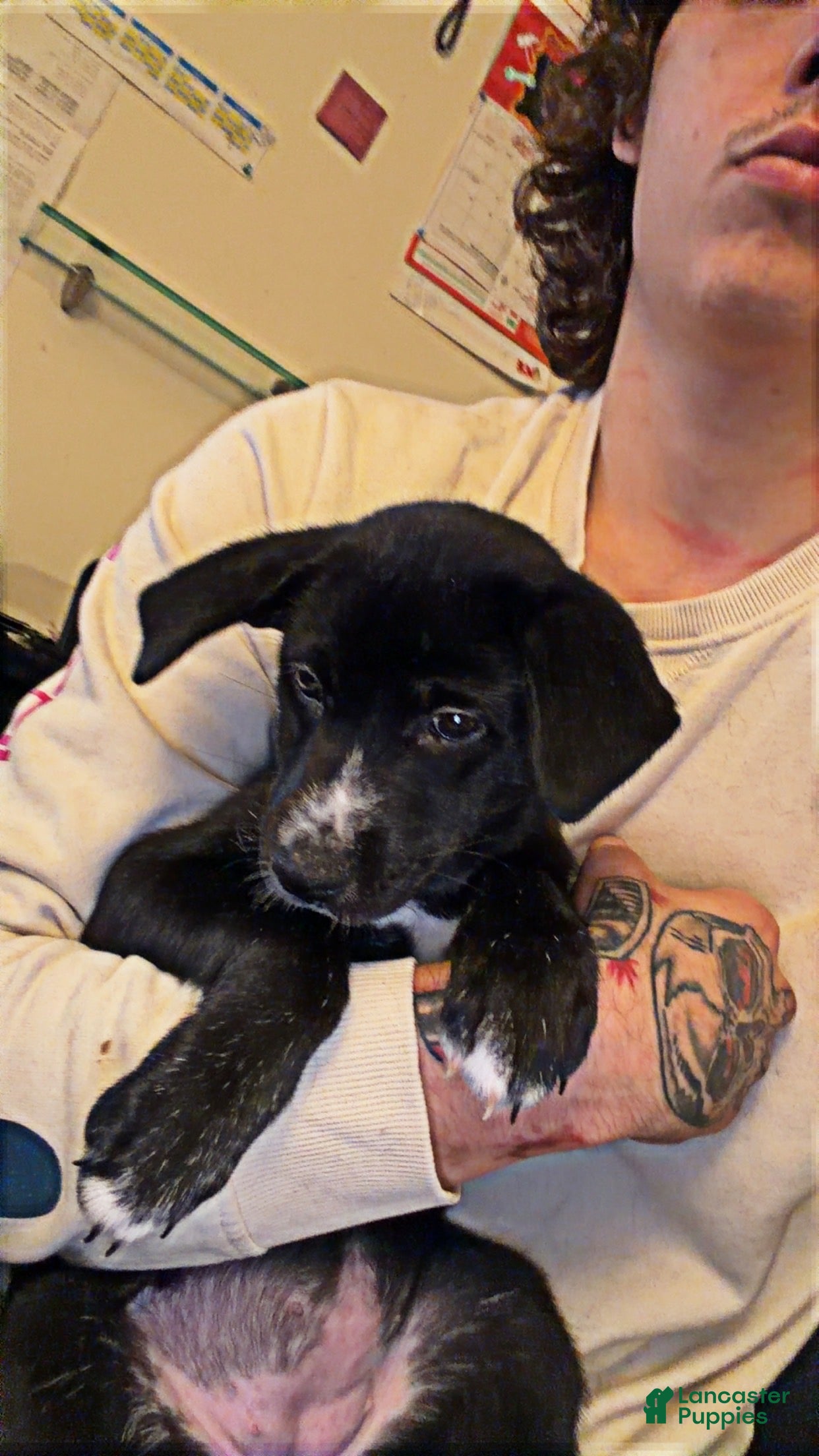 Mixed Breed dogs Lily  - Ad 20