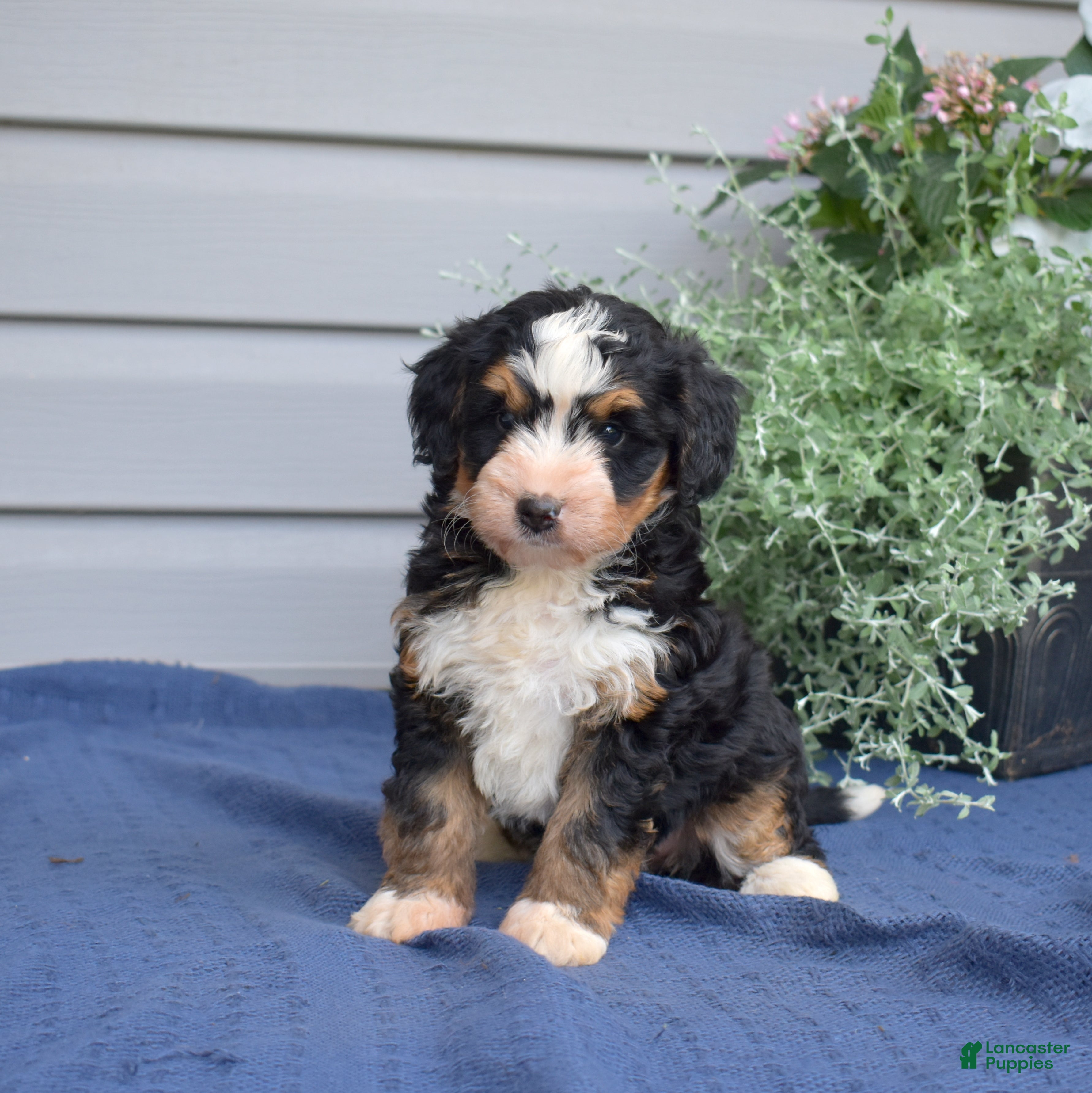 Mini Bernedoodle dogs Fern - Ad 1