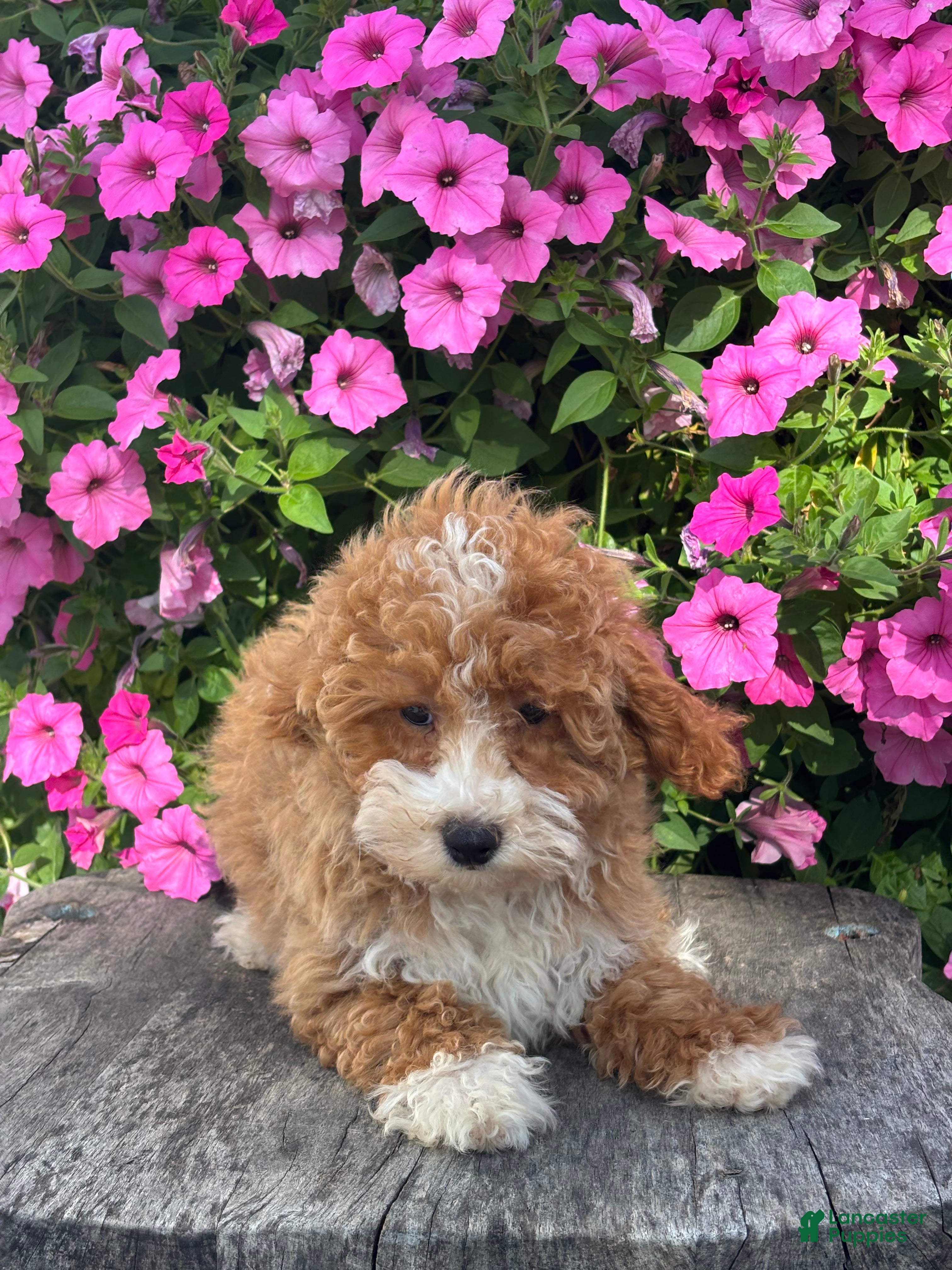 Mini Goldendoodle dogs Remi - Ad 2