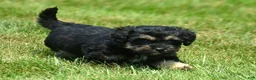 Bernedoodle dogs for sale: Britney Bernedoodle 5 - Ad 3