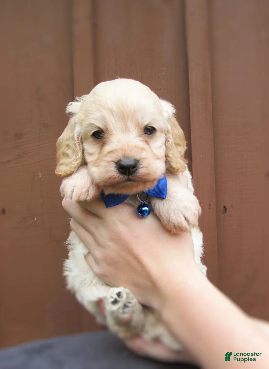 Cockapoo dogs for sale: Sawyer-Male - Ad 4