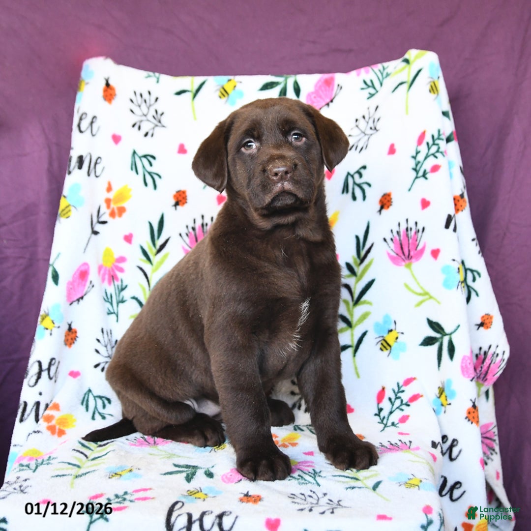 Labrador Retriever dogs for sale: Precious - Ad 3