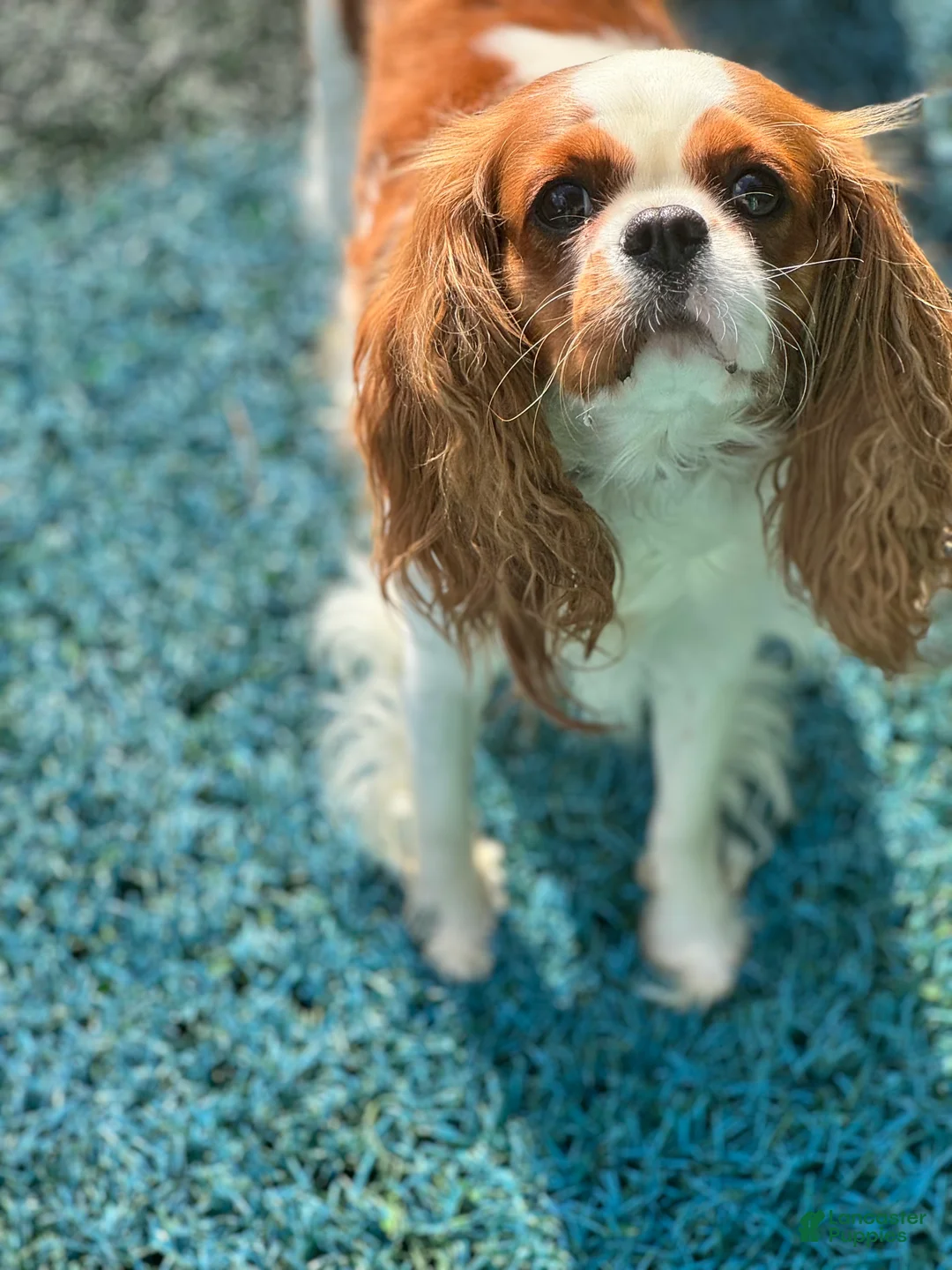 Cavapoo dogs for sale: Leo - Ad 5