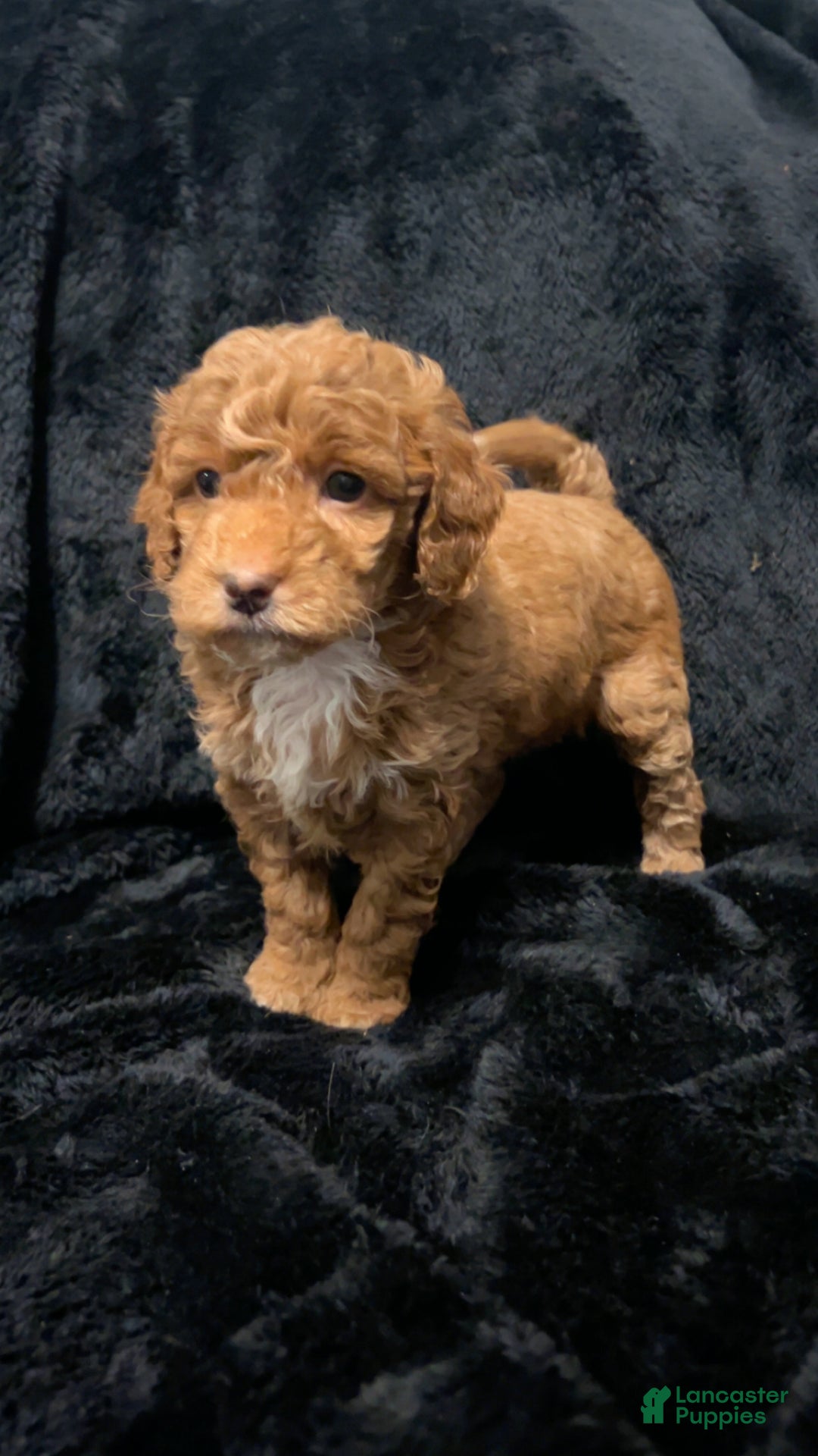 Mini Goldendoodle dogs for sale: Ms Grits - Ad 8