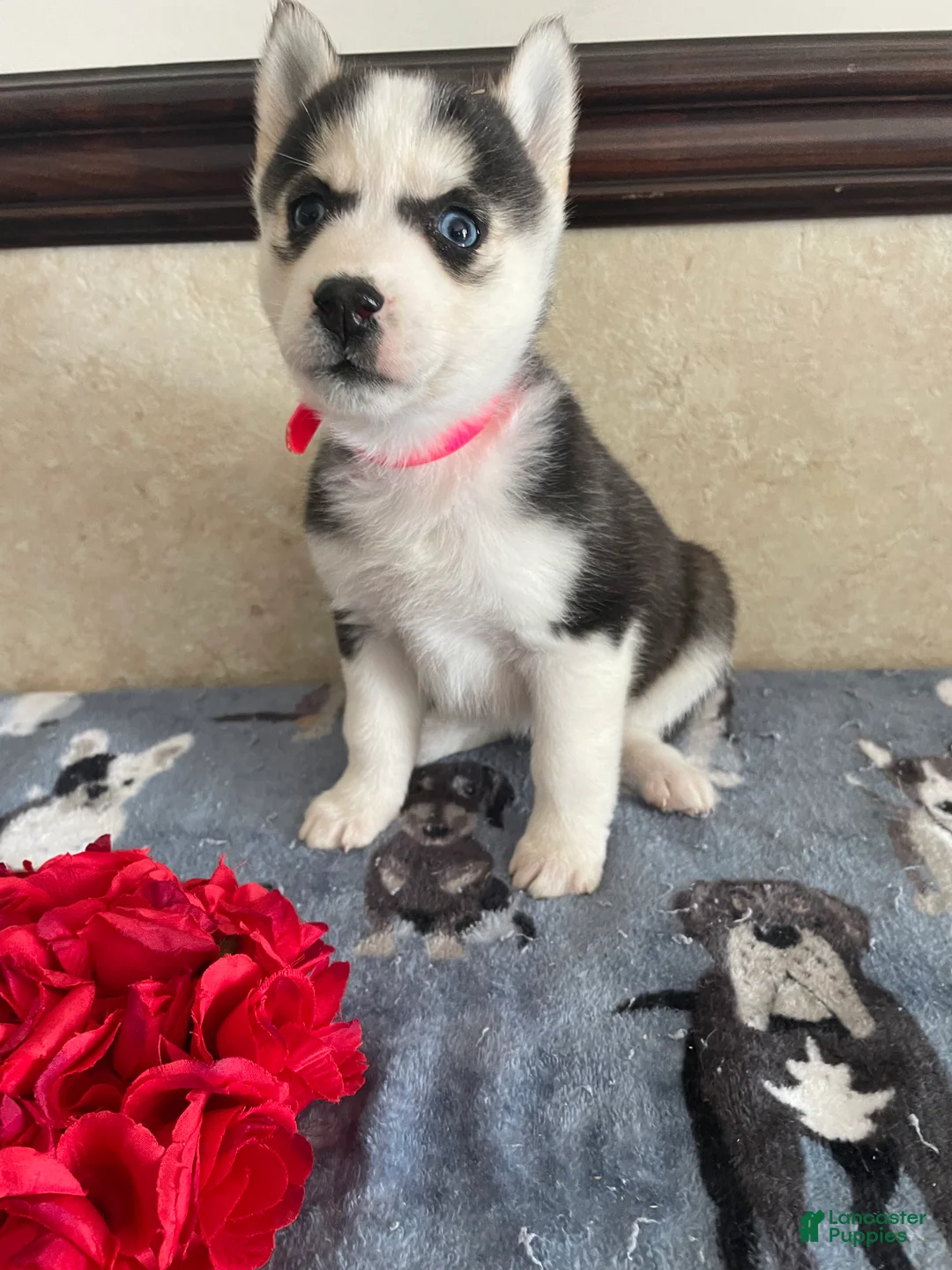 Pomsky dogs for sale: Rachel - Ad 4