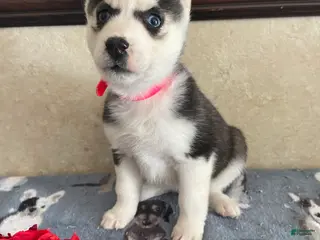 Pomsky dogs Rachel - Ad 41