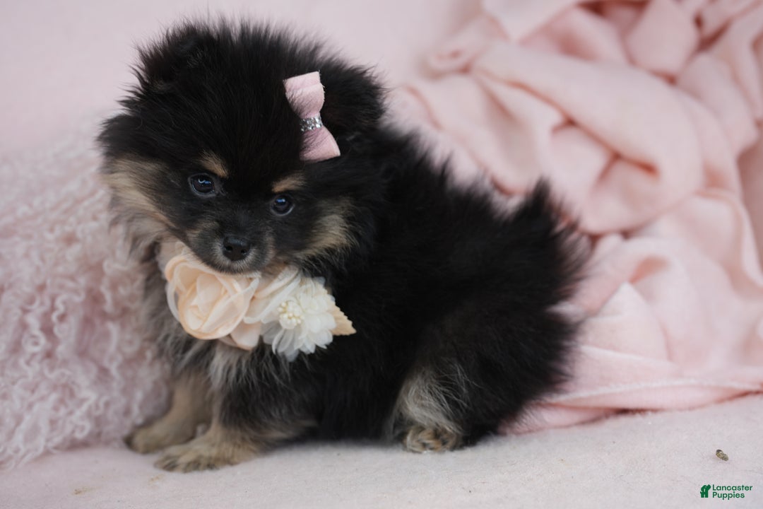 Pomeranian dogs for sale: Pomeranian Puppy 3 - Ad 2