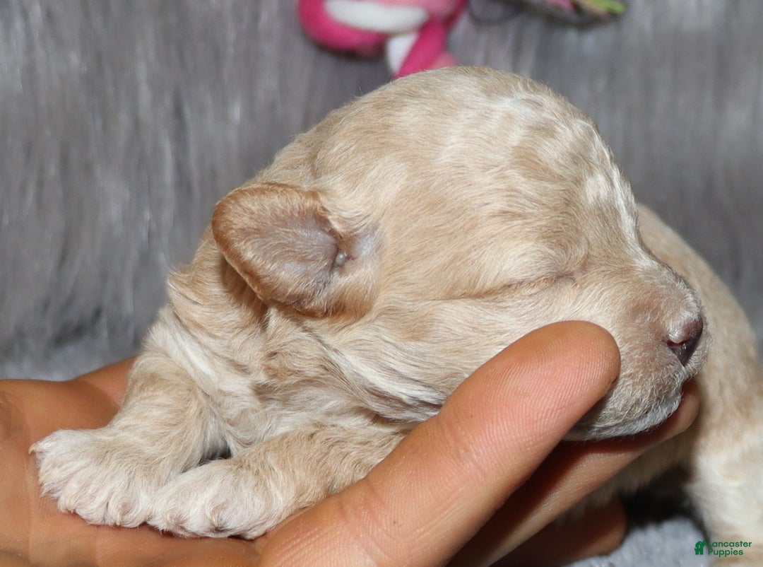 Havapoo dogs for sale: Annabelle Toy/M.👨‍👨‍👦‍👦💞🐕 - Ad 15